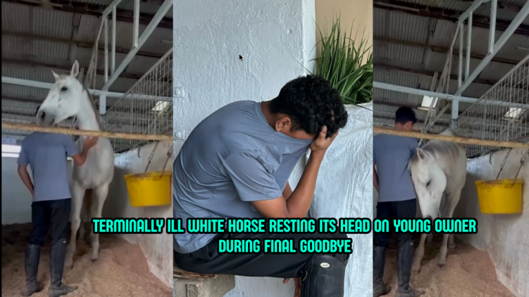 A Final Hug: Sick Horse Comforts Owner Before Being Put to Sleep