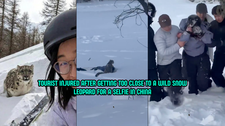 Snow Leopard Selfie Goes Wrong, Tourist Left Bloodied In China