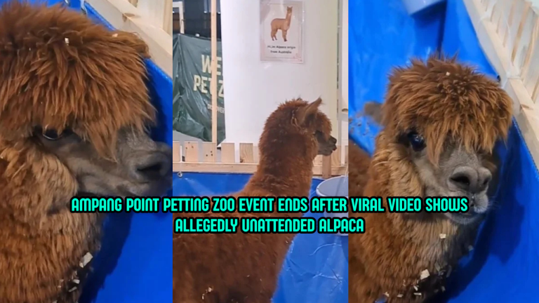 Petting Zoo Event at Ampang Point Shopping Centre Ends Early After Viral Alpaca Video