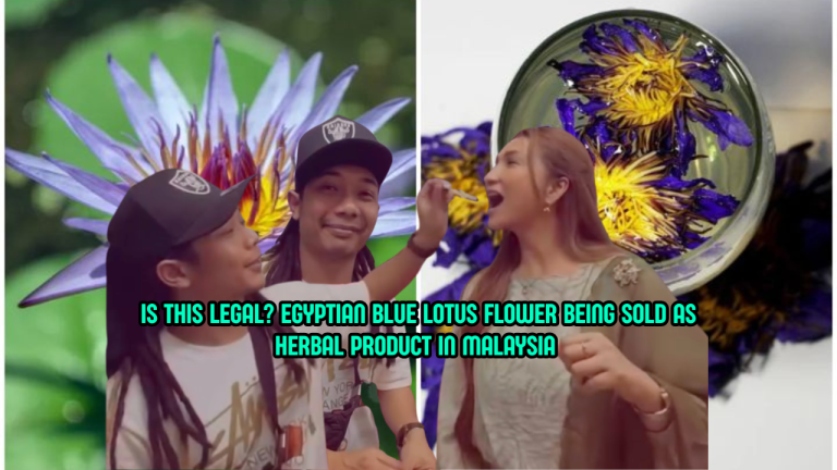 Is Egyptian Blue Lotus Legal In Malaysia? Curious Netizens Start Asking