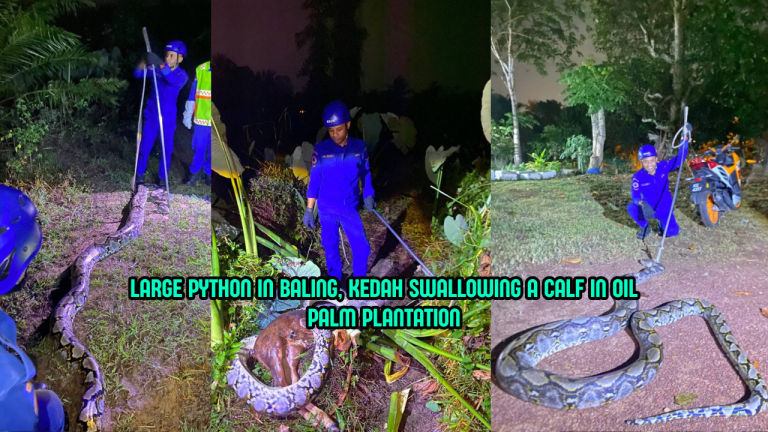 Kedah Man Shocked As 5.5m Python Swallows Calf Whole