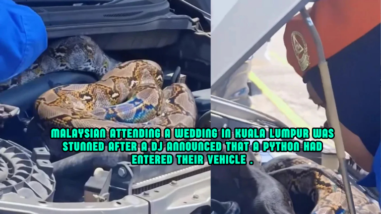 Wedding Guest Shocked After Python Found Inside Car