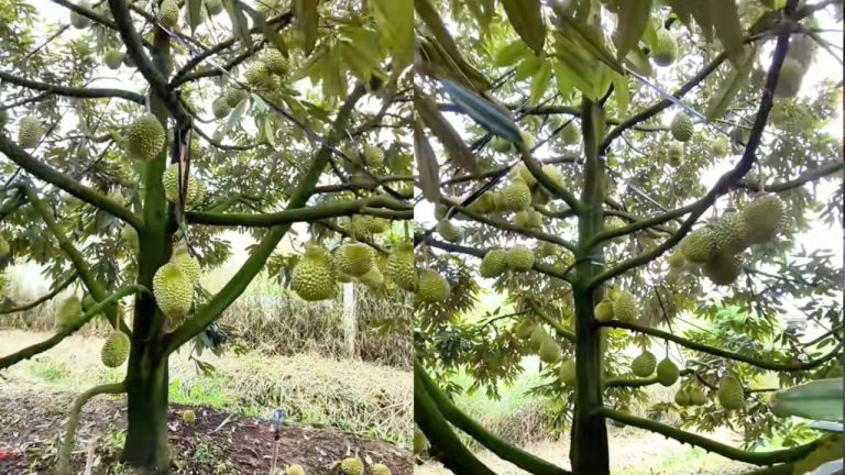Vietnam’s Musang King Prices Crash, Farmer Considers Cutting Down 50 Trees