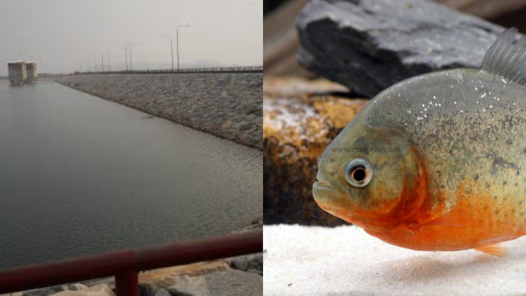 Fish allegedly resembling a red-bellied piranha reportedly caught at Klau Dam in Raub, Pahang.