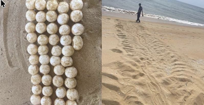 Large leatherback turtle crawl tracks found near a nest containing 44 eggs at Pantai Marang, Terengganu.