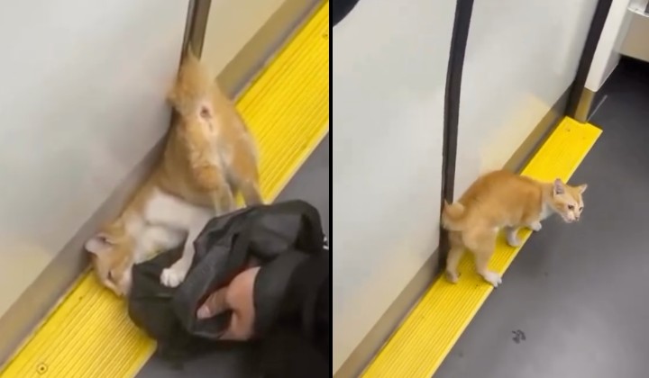 An orange tabby cat appears distressed after its tail becomes trapped between the doors of a moving train in Jakarta, Indonesia.