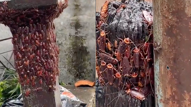 Street Flooding – Hundreds Of Cockroaches Swarm Utility Poles To Escape Rising Waters