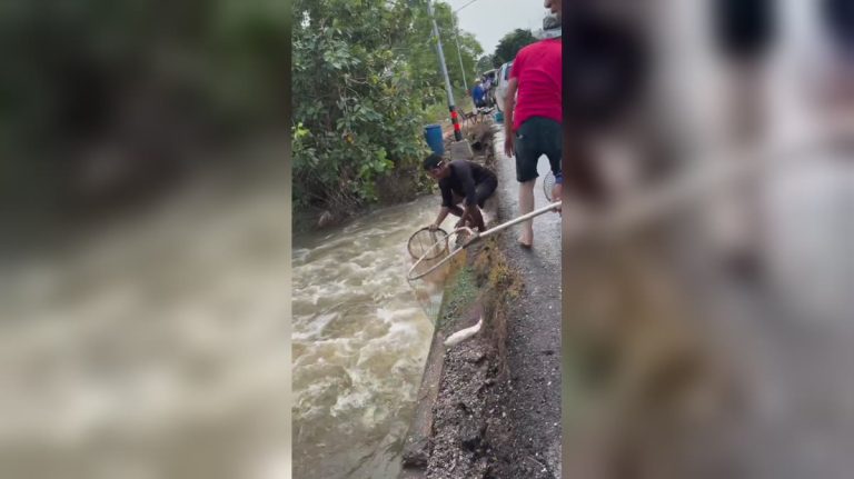 Roadside Canal Overflow Yields Abundant Free Fish For Locals In Thailand