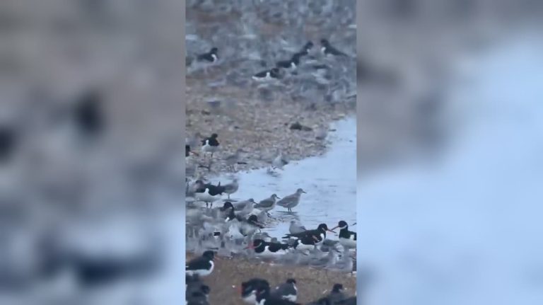 Coastal Bird Murmurations Captivate Nature Lovers Across the Country