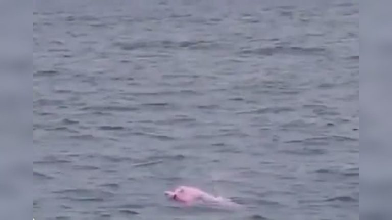Rare Sighting – Two Pink Dolphins Spotted Near Beach in Oman