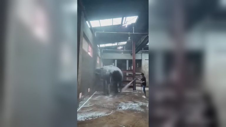 An elephant that happily cooperates when getting a bath.