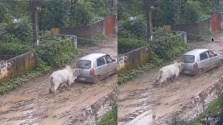 Unexpected Help – Bull Pushes Stuck Car Through Muddy Flood