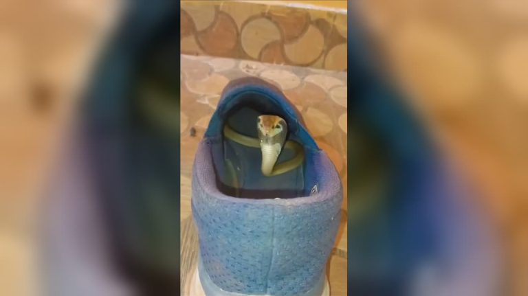 Cobra Hiding Inside A Blue Sneaker Flairs Its Hood In Viral Footage